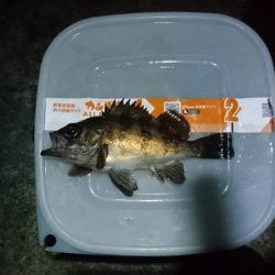 久しぶりメバル