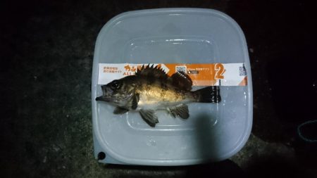 久しぶりメバル