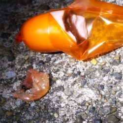 メバルさん　まぁまぁの型