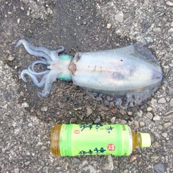 大型アオリイカ求めて