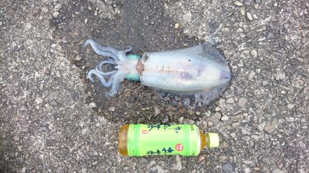 大型アオリイカ求めて