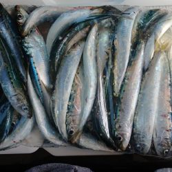 平成最後の淡路島釣行