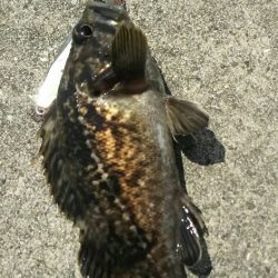 平成ファイナル~苅田港シーバス調査