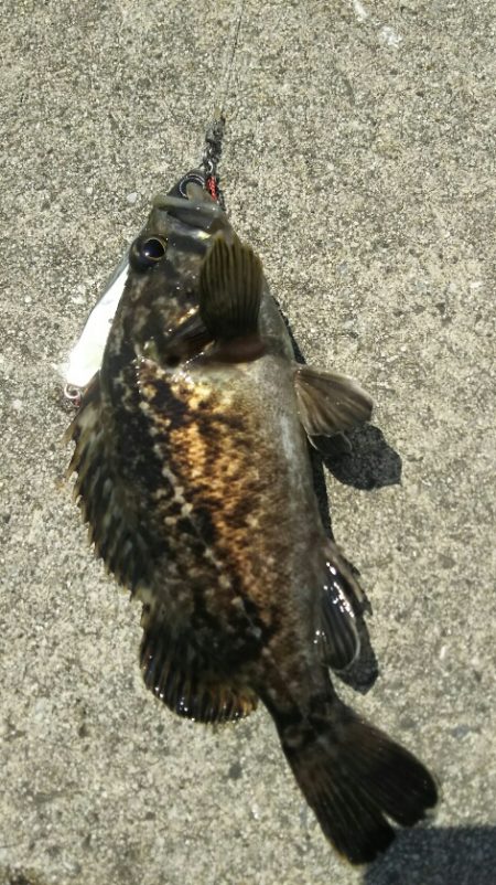 平成ファイナル~苅田港シーバス調査