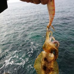 エギング大会参戦