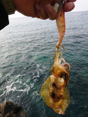 エギング大会参戦