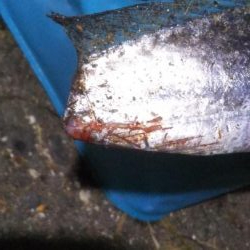 陸っぱりタチウオの季節到来