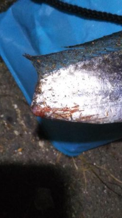 陸っぱりタチウオの季節到来