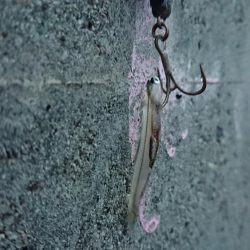 不安定な天気の合間のシーバス調査