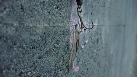 不安定な天気の合間のシーバス調査