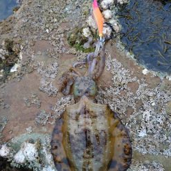 仕事終わってのプチエギング