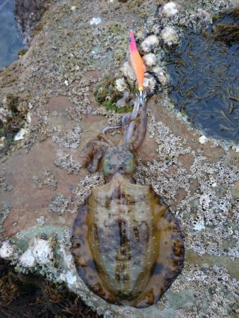 仕事終わってのプチエギング