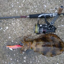 夕マズメエギング