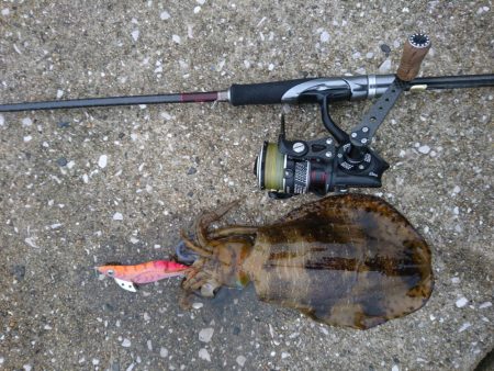 夕マズメエギング