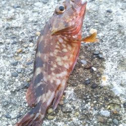 タチウオ接岸の時季が来ましたね!