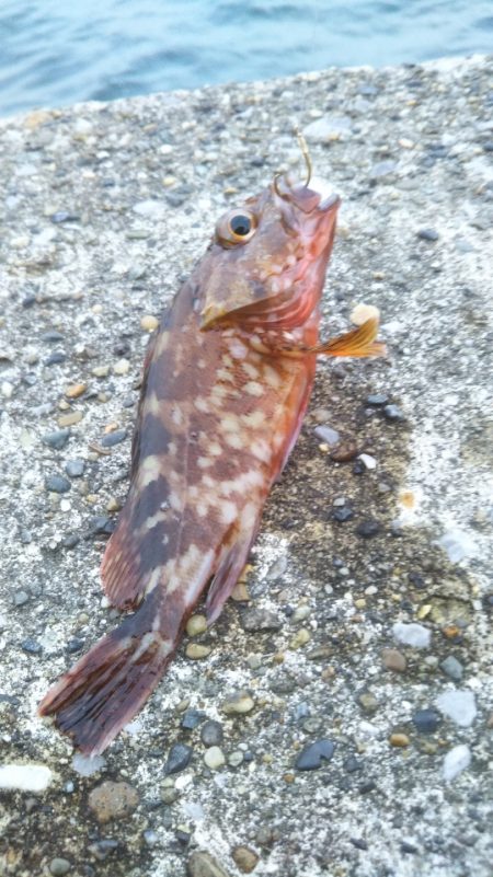 タチウオ接岸の時季が来ましたね!