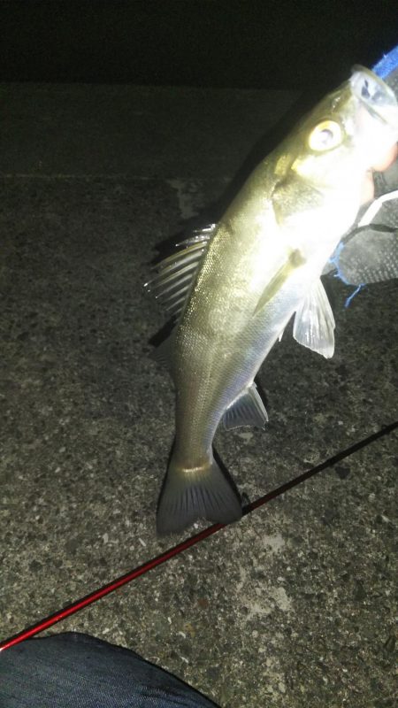 二色浜海浜緑地 メバリング