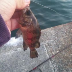 貝塚人工島でメバリング