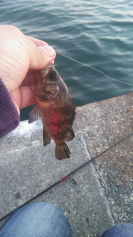 貝塚人工島でメバリング