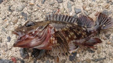 日中のロックフィッシング