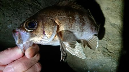 仕事終わりメバリング