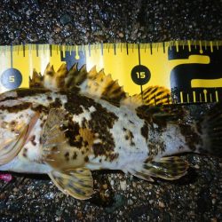 短時間メバリング