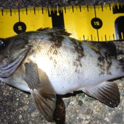 ちょこっとメバリング