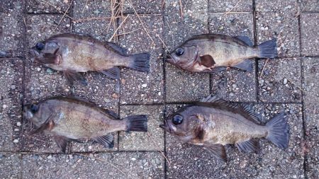 メバルダウンショット