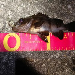 久しぶりに良型が♪