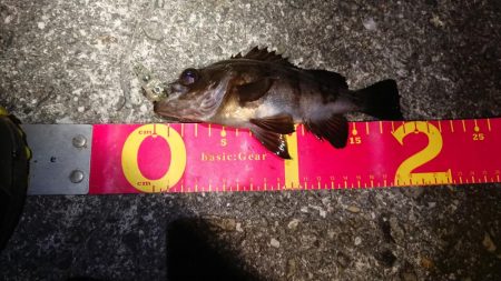 久しぶりに良型が♪