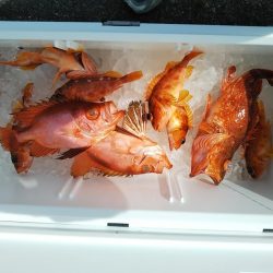 船・ジギング釣り果