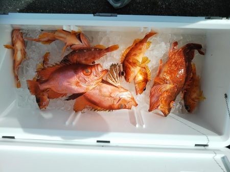 船・ジギング釣り果