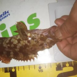 久しぶりのメバリング