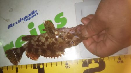 久しぶりのメバリング