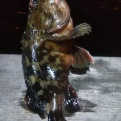 ガシラとメバル