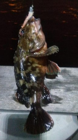 ガシラとメバル