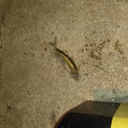 ひっさしぶり。