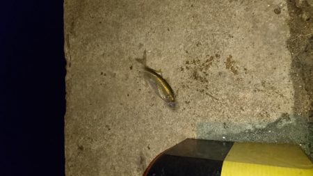 ひっさしぶり。