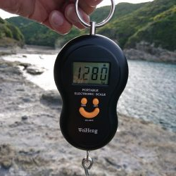 平成最後のアオリイカ