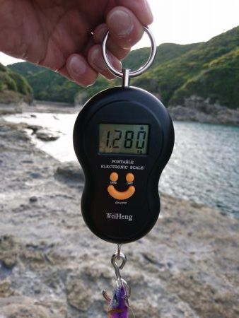 平成最後のアオリイカ