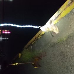 作ってみました。笑