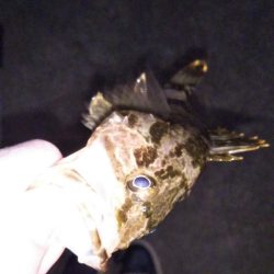 大苦戦のメバリング