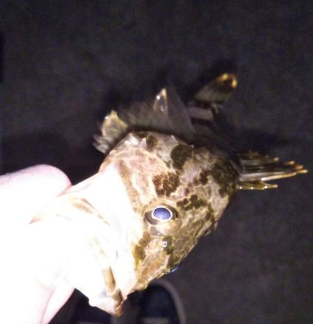 大苦戦のメバリング