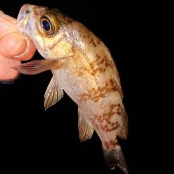 今日もチビのみ