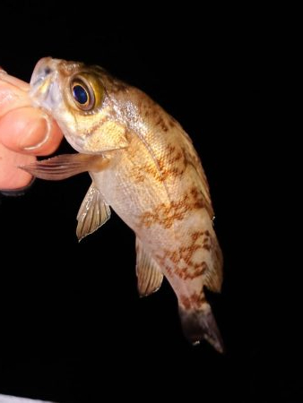 今日もチビのみ