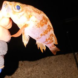 今日もチビのみ