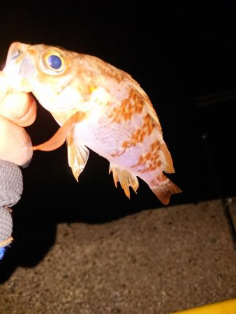 今日もチビのみ