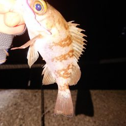 久々のアジング