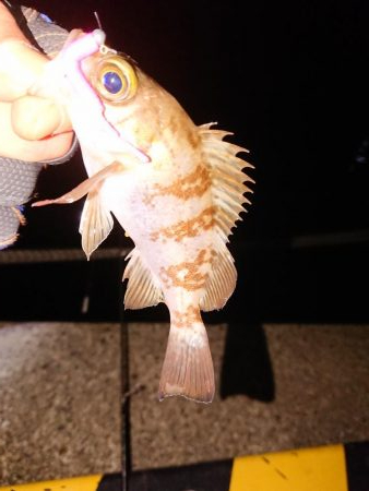 久々のアジング