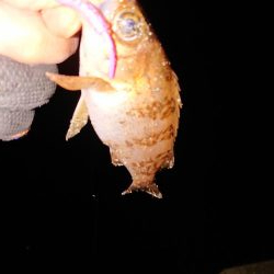 さっぱりでした